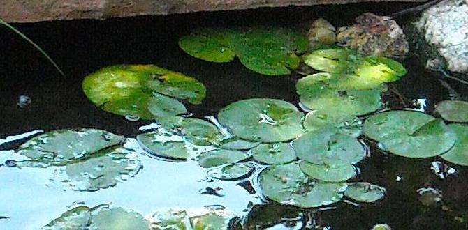 Handling challenges in small garden ponds ideas for ponds in small gardens Handling challenges in small garden ponds ideas for ponds in small gardens