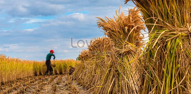 Harvesting and enjoying your bounty fruit plants for small gardens