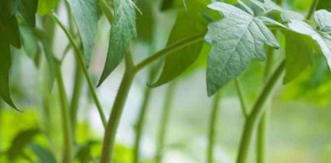 Harvesting and storing indoor tomatoes best indoor gardening for tomatoes Harvesting and storing indoor tomatoes best indoor gardening for tomatoes