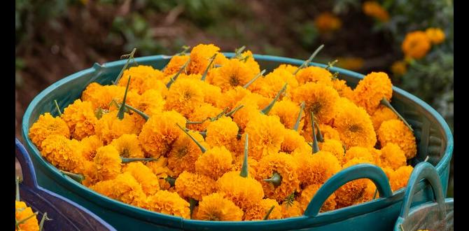 Harvesting and using marigold flowers marigold for gardens Harvesting and using marigold flowers marigold for gardens