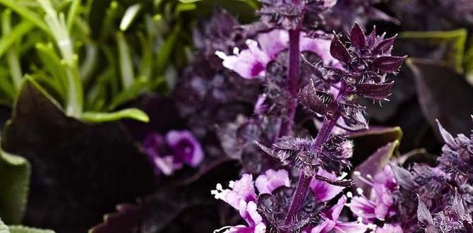 Harvesting and using your herbs best ideas for herb gardens