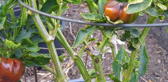 Harvesting in early summer what is considered early summer for gardening Harvesting in early summer what is considered early summer for gardening