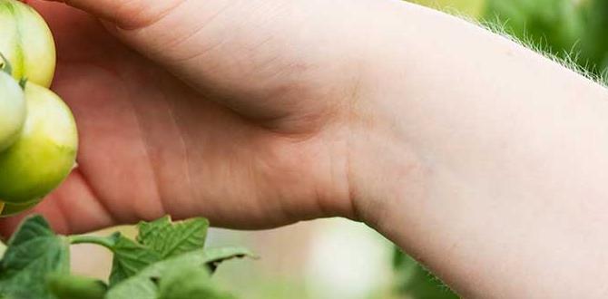 Homemade humus: creating your own humus for gardening Homemade humus: creating your own humus for gardening