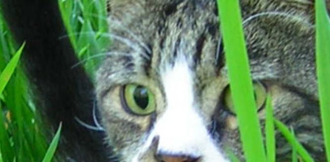 Homemade natural cat repellent recipes natural cat repellent for gardens Homemade natural cat repellent recipes natural cat repellent for gardens