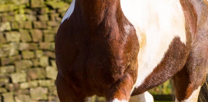 Horse manure vs other organic fertilizers is horse poop good for gardens Horse manure vs other organic fertilizers is horse poop good for gardens