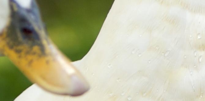 How ducks help with soil health are ducks good for gardens How ducks help with soil health are ducks good for gardens