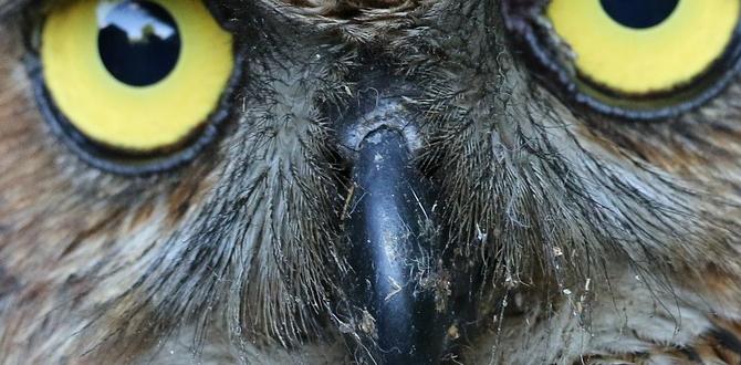 How owls can help in gardens owls for gardens to repel birds
