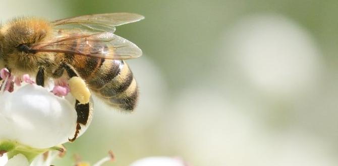 How to attract bees to your bee house bee houses for gardens How to attract bees to your bee house bee houses for gardens