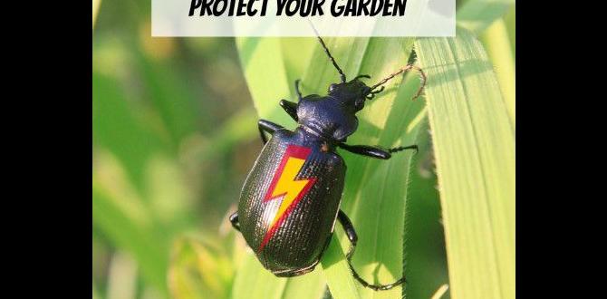How to attract beneficial bugs to your garden good bugs for gardens