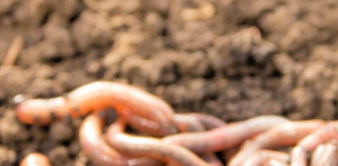 How to attract earthworms to your garden are earthworms good for gardens How to attract earthworms to your garden are earthworms good for gardens