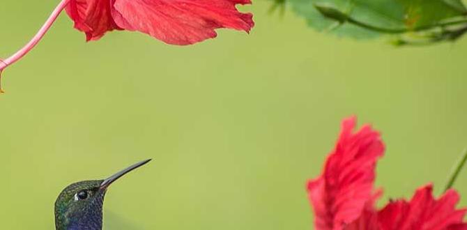 How to attract hummingbirds to your garden are hummingbirds good for gardens How to attract hummingbirds to your garden are hummingbirds good for gardens
