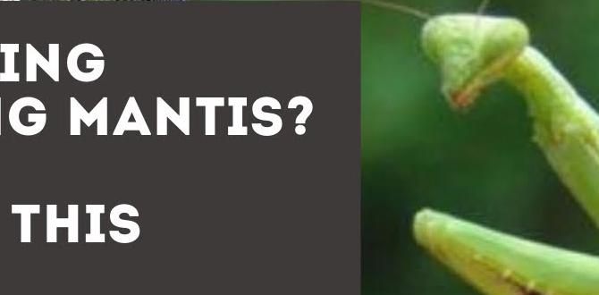 How to attract praying mantis to your garden are praying mantis good for gardens How to attract praying mantis to your garden are praying mantis good for gardens