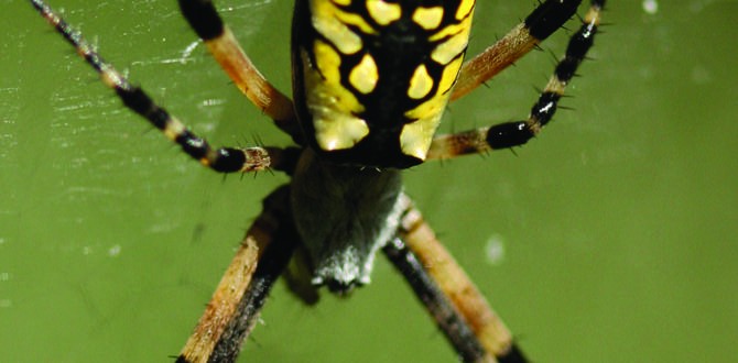 How to attract spiders to your garden are spiders good for gardens