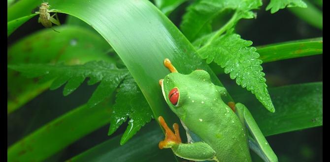 How to coexist with frogs in your garden are frogs bad for gardens