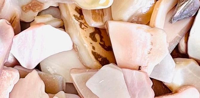 How to incorporate crushed seashells into your garden crushed seashells for gardening How to incorporate crushed seashells into your garden crushed seashells for gardening