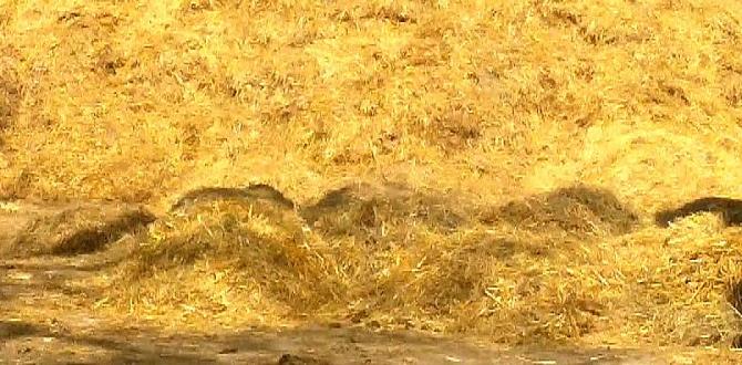 How to properly prepare horse manure for garden use is horse manure good for gardens How to properly prepare horse manure for garden use is horse manure good for gardens
