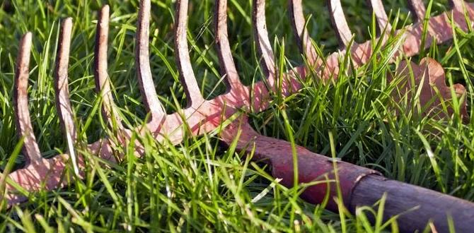 How to properly use a rake rakes for gardening How to properly use a rake rakes for gardening