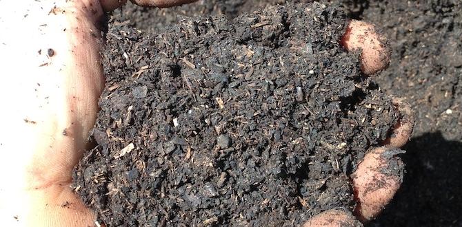 How to safely use composted manure in your garden is composted manure safe for vegetable gardens How to safely use composted manure in your garden is composted manure safe for vegetable gardens