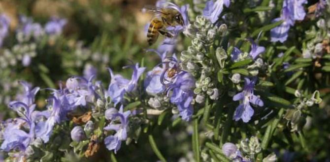 How to strategically use cat repellent plants in your garden cat repellent plants for gardens How to strategically use cat repellent plants in your garden cat repellent plants for gardens