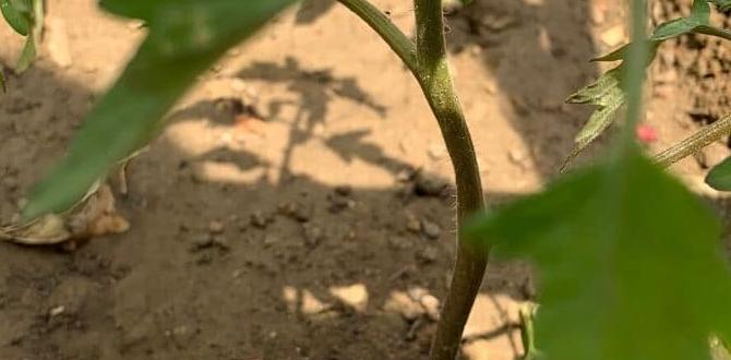 How to use baking soda in the garden baking soda for gardens How to use baking soda in the garden baking soda for gardens