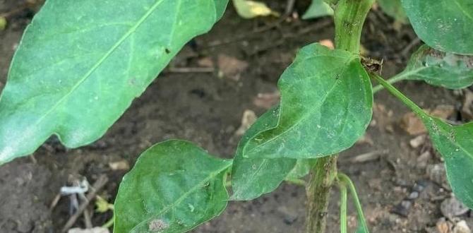 How to use coffee grounds in your garden are coffee grounds good for gardening