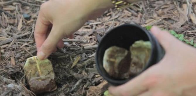 How to use tea bags in your garden tea bags for gardening How to use tea bags in your garden tea bags for gardening