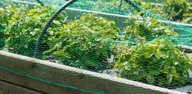 How to use tulle for garden plants tulle for gardening How to use tulle for garden plants tulle for gardening