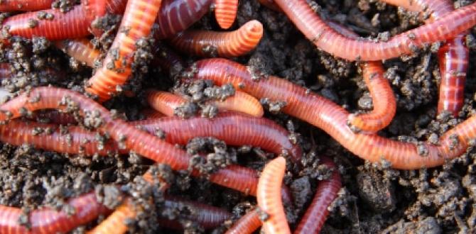 How worms contribute to soil health are worms good for vegetable gardens How worms contribute to soil health are worms good for vegetable gardens