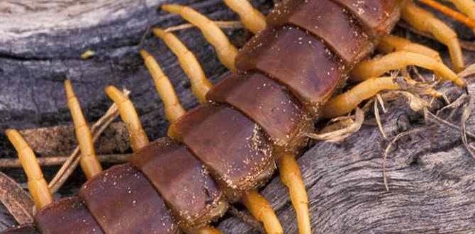 Identifying beneficial vs harmful garden creatures are centipedes good for gardens Identifying beneficial vs harmful garden creatures are centipedes good for gardens