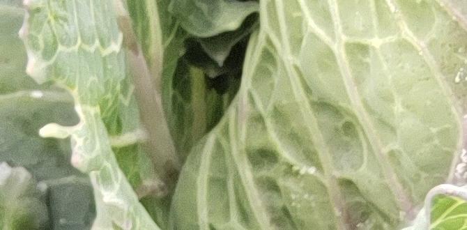 Identifying pest damage and symptoms pest control for vegetable gardens Identifying pest damage and symptoms pest control for vegetable gardens