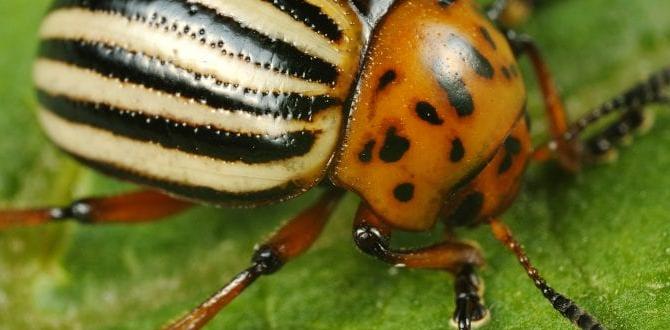 Identifying potato bugs in your garden are potato bugs good for gardens Identifying potato bugs in your garden are potato bugs good for gardens