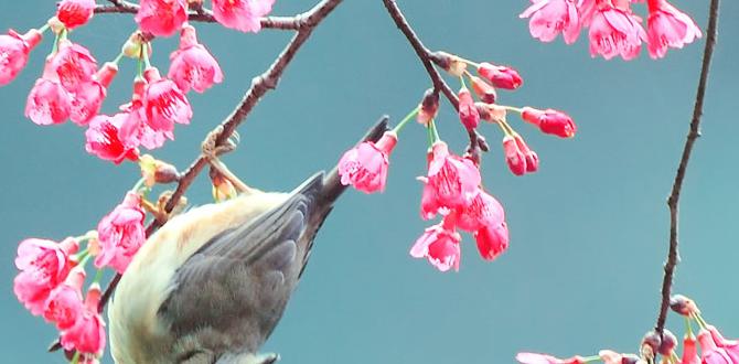 Impact on garden aesthetics are birds good for gardens Impact on garden aesthetics are birds good for gardens