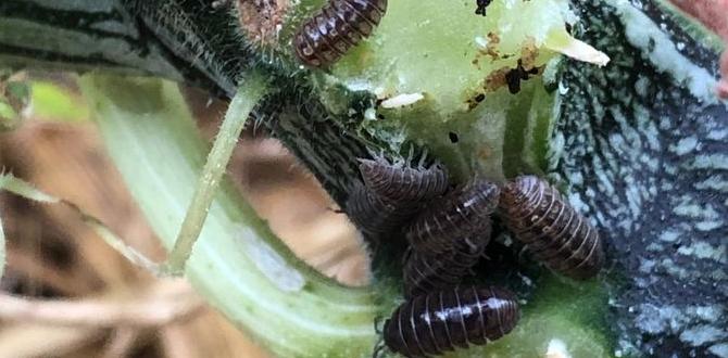 Impact on garden health are pill bugs bad for gardens