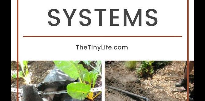 Implementing greywater systems how to reuse water for gardening Implementing greywater systems how to reuse water for gardening