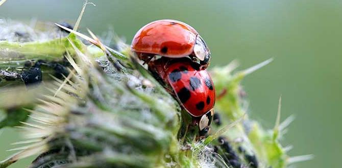 Implementing natural pest control methods gardening for wildlife Implementing natural pest control methods gardening for wildlife