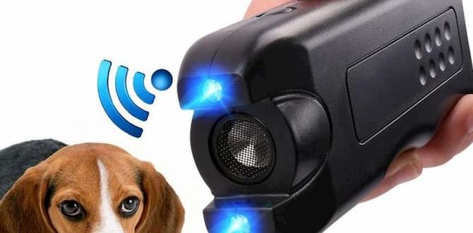 Implementing your deterrent plan dog deterrents for gardens Implementing your deterrent plan dog deterrents for gardens