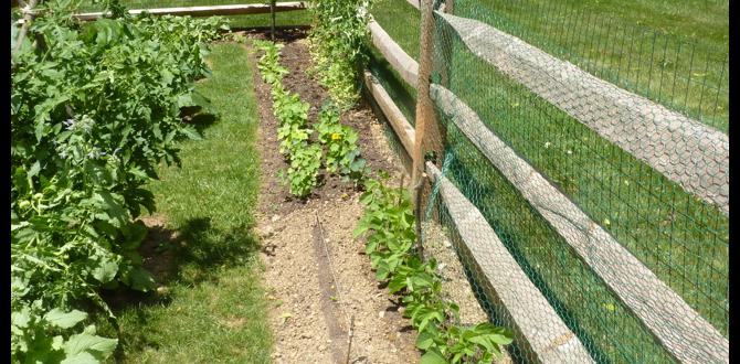 Importance of fencing for vegetable gardens fences for vegetable gardens Importance of fencing for vegetable gardens fences for vegetable gardens