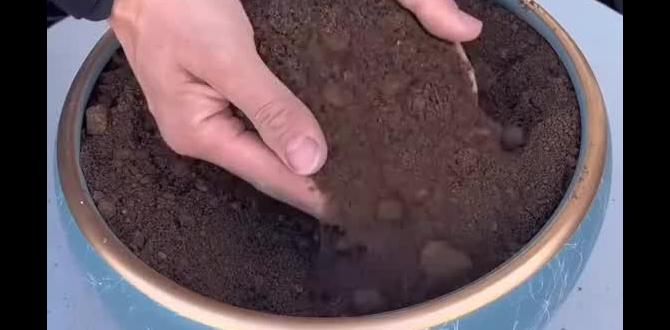 Improving soil nutrients soil preparation for gardening Improving soil nutrients soil preparation for gardening
