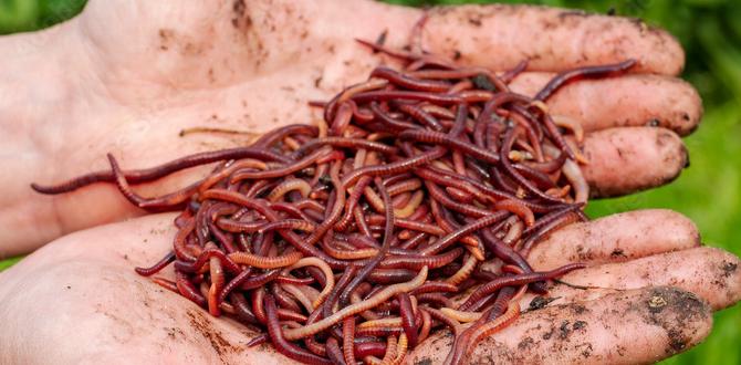 Improving soil structure and nutrient availability are red worms good for gardens