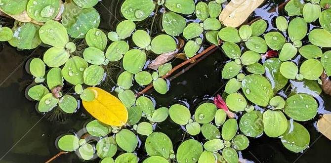 Incorporating aquatic plants into your pond fish ponds for gardens Incorporating aquatic plants into your pond fish ponds for gardens