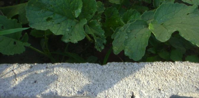 Incorporating plants with cinder blocks cinder blocks for gardening