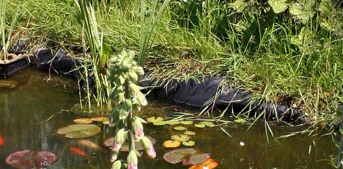 Incorporating wildlife into your garden pond ponds for gardens Incorporating wildlife into your garden pond ponds for gardens