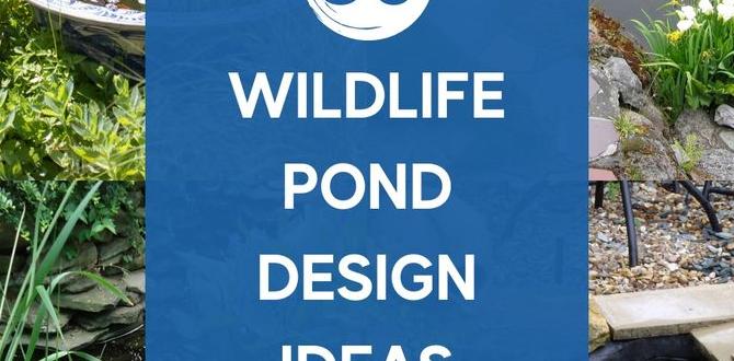 Incorporating wildlifefriendly features ideas for ponds in small gardens Incorporating wildlifefriendly features ideas for ponds in small gardens