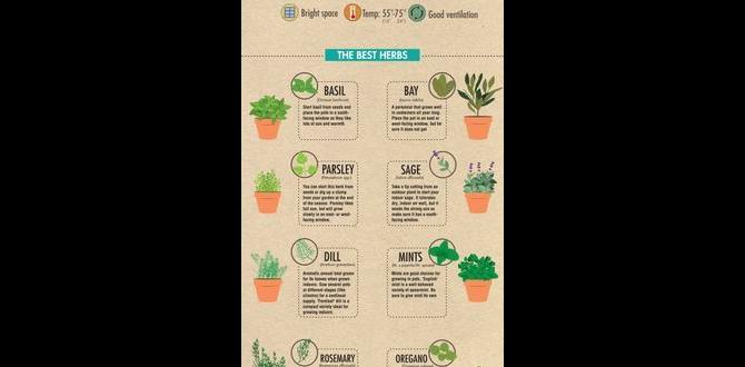 Indoor vs outdoor container herb gardens container ideas for herb gardens Indoor vs outdoor container herb gardens container ideas for herb gardens