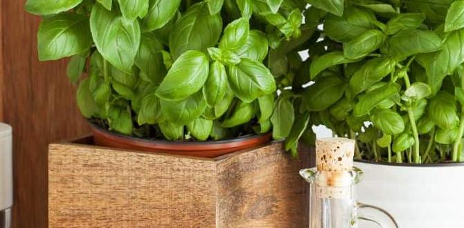Indoor vs outdoor herb gardening herb gardens for beginners Indoor vs outdoor herb gardening herb gardens for beginners