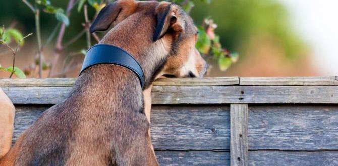 Installation guidelines for dog fencing dog fencing for gardens Installation guidelines for dog fencing dog fencing for gardens