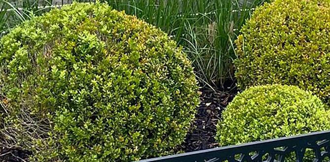Installation process decorative metal edging for gardens Installation process decorative metal edging for gardens