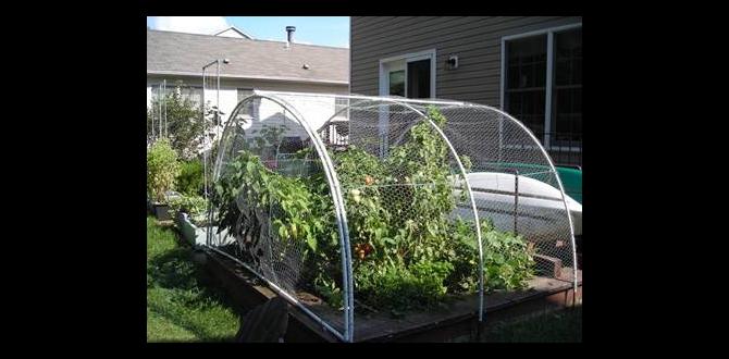 Installation tips for chicken wire in your garden chicken wire for gardening Installation tips for chicken wire in your garden chicken wire for gardening