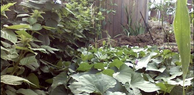 Integrating companion planting organic pest control for gardens Integrating companion planting organic pest control for gardens