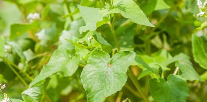 Integrating cover crops into crop rotation cover crop for gardens Integrating cover crops into crop rotation cover crop for gardens